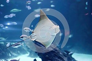 Impressive stingray fish showing its mouth arranged near its stomach of the genus Rhinoptera commonly photo