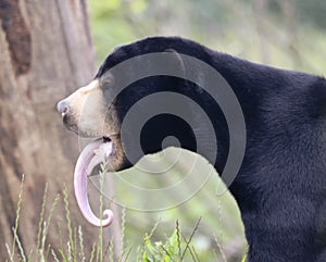 An Impressive Sun Bear Tongue, Helarctos malayanus