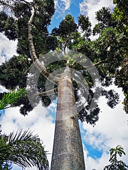 Impressive tall Dammar pine tree, Agathis dammara