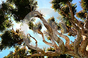 Impressive Tree in Sausalito California photo
