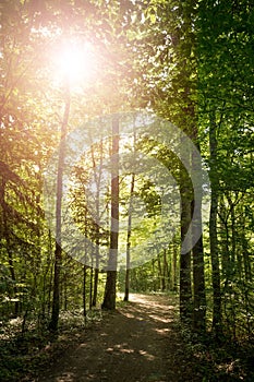 Impressive trees in the forest. Fresh green leaves and sunshine, springtime. Bottom view