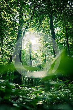 Impressive trees in the forest. Fresh green leaves and sunshine, springtime. Bottom view