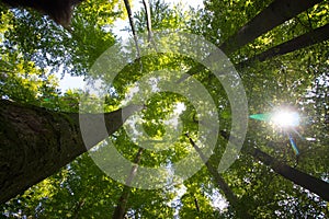 Impressive trees in the forest. Fresh green, spring time. Bottom view