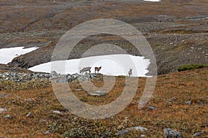 Impressive view of the mountains of Sarek national park in Swedish Lapland. selective focus