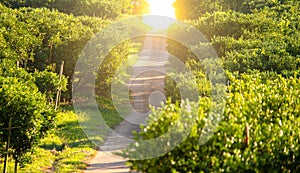 Impressive view of orange garden with green leaves and sun shining in springtime, natural and food background