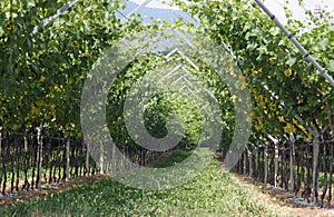 Impressive vineyard grape growing and wine production