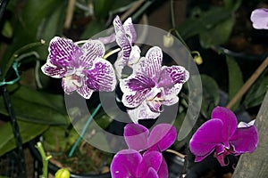 Impressive white and purple Orchids