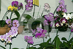 Impressive white and purple Orchids