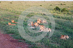 Impressive wild lions in the Savannah of Africa in the Masai Mara Park