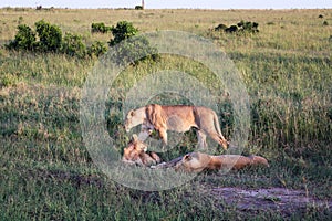 Impressive wild lions in the Savannah of Africa in the Masai Mara Park