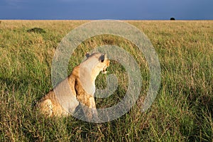 Impressive wild lions in the Savannah of Africa in the Masai Mara Park