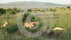 Impressive wild lions in the wilds of Africa in Masai Mara