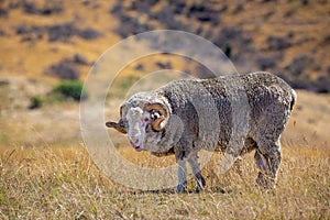 An impressive wrinkly merino ram grazes in a Canterbury farm field in New Zealand