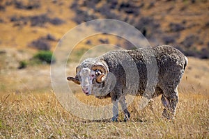 An impressive wrinkly merino ram looks up in a Canterbury farm field in New Zealand