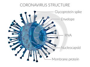 Coronavirus structure virus molecular protein membrane photo