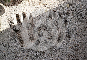 Imprint of an adultÃÂ´s hand in concrete photo