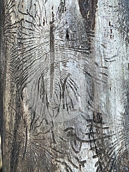 Imprint of the bark beetle under the bark of the tree. Drawing made by bark beetle on a piece of bark. Close-up of tree is eaten