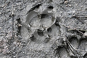 Imprint of a dog\'s paw in the moist ground