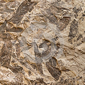 Imprint of fossil prehistoric plant leaves on stone