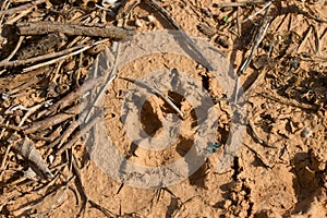 Imprint imprinted in the damp earth of the field by some type of large dog