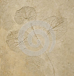 Imprint leaf on cement