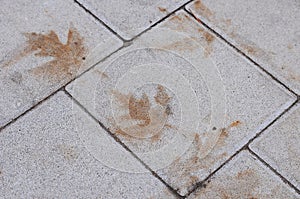 Imprint leaf fallen from a tree in autumn.