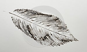 imprint of leaf - Graphics - monoprint