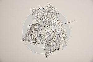 Imprint of leaf - Graphics - monoprint