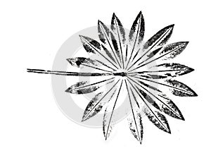 Imprint of leaf - Graphics - monoprint