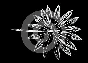 Imprint of leaf - Graphics - monoprint