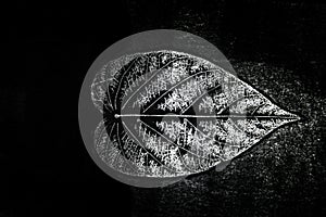 Imprint of leaf - Graphics - monoprint