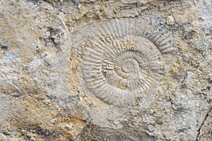 The imprint of a prehistoric ammonite shell in a stone. Paleontological preserved evidence of ancient life. Spiral fossil. Snail-