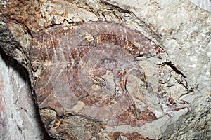 The imprint on the rock prehistoric fish