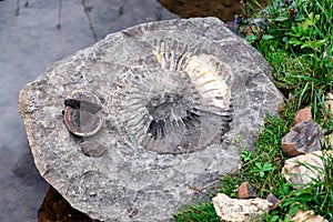 imprint in the stone of an ancient fossil amanite