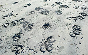 Imprints Of Horseshoes In White Sand