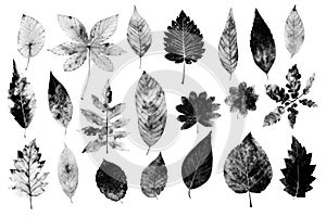 Imprints of leaves - Graphics - monoprint