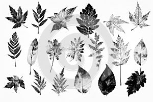 Imprints of leaves - Graphics - monoprint