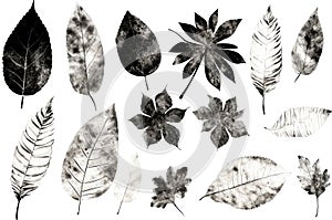 Imprints of leaves - Graphics - monoprint