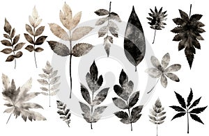 Imprints of leaves - Graphics - monoprint