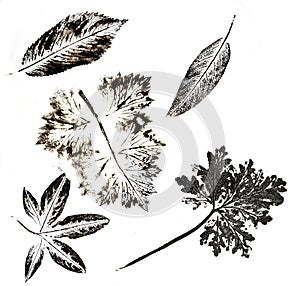 Imprints of leaves - Graphics - monoprint photo