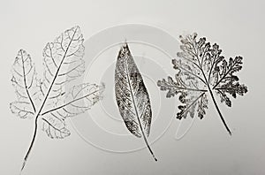 Imprints of leaves - Graphics - monoprint photo