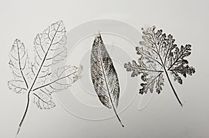 Imprints of leaves - Graphics - monoprint