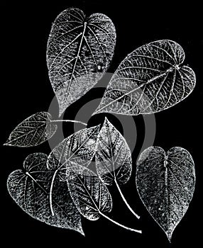 Imprints of leaves - Graphics - monoprint photo