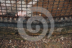 Imprisoned Longing: Monkey's Hand Clutching the Cage