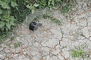 Improperly discarded dog poop bag seen in a public park.