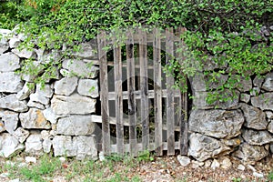 Improvised backyard door made from wooden pallet mounted between traditional stone wall completely overgrown with dense branches