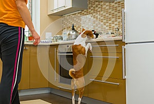 Impudent basenji dog is desperately stealing meat in the kitchen