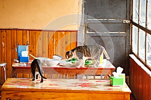 Impudent cats walk around the wooden kitchen table in search of food. Asian cuisine. Vietnam