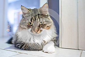 Impudent fluffy cat lies on floor at entrance , demandingly looks reproachfully