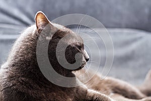 Impudent grey manchkin lying on the master bed and looing at camera. Grey cat on the rest